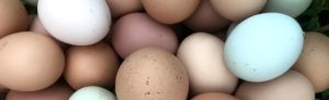 Pasture Raised Chicken Eggs