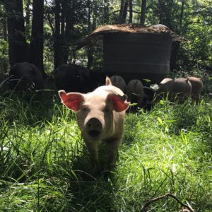 Forest Raised Pork